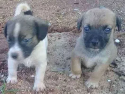 Cachorro raça  idade 2 a 6 meses nome sem nome