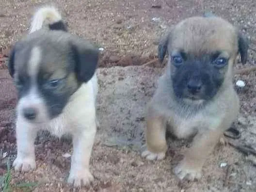 Cachorro ra a  idade 2 a 6 meses nome sem nome