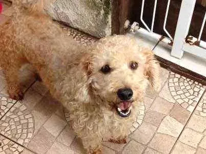 Cachorro ra a Poodle idade 4 anos nome Maguila