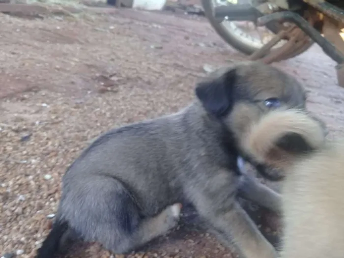 Cachorro ra a  idade 2 a 6 meses nome sem nome