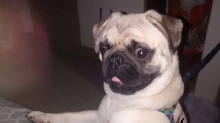Cachorro ra a Pug idade 1 ano nome Papito