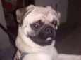 Papito