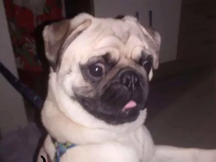 Cachorro ra a Pug idade 1 ano nome Papito