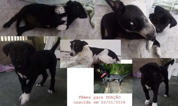 Cachorro ra a vira lata idade Abaixo de 2 meses nome pretinha