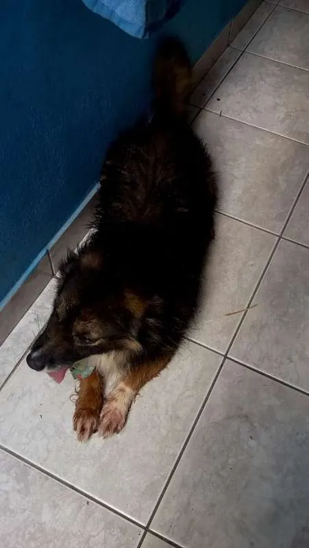 Cachorro ra a sem raça devida idade 6 ou mais anos nome madruga