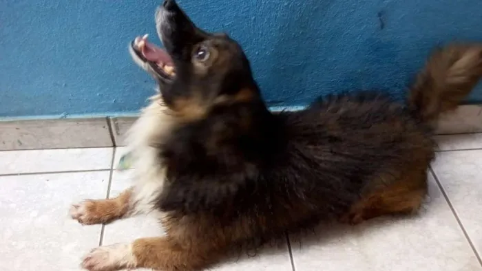 Cachorro ra a sem raça devida idade 6 ou mais anos nome madruga
