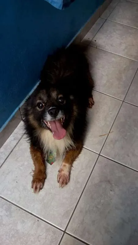 Cachorro ra a sem raça devida idade 6 ou mais anos nome madruga