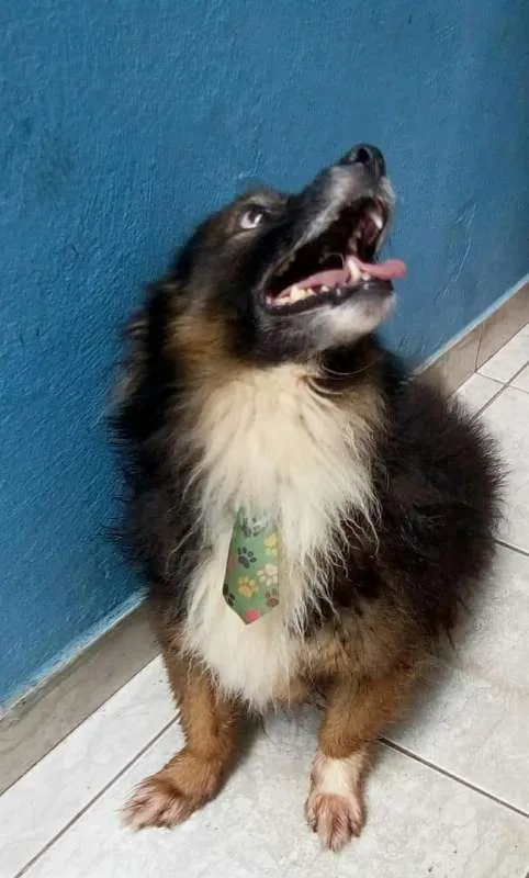 Cachorro ra a sem raça devida idade 6 ou mais anos nome madruga