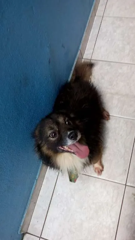 Cachorro ra a sem raça devida idade 6 ou mais anos nome madruga