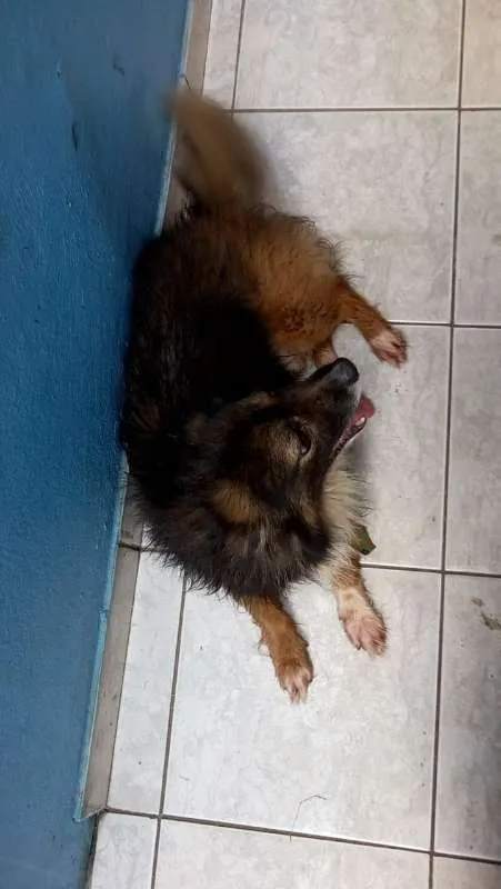 Cachorro ra a sem raça devida idade 6 ou mais anos nome madruga