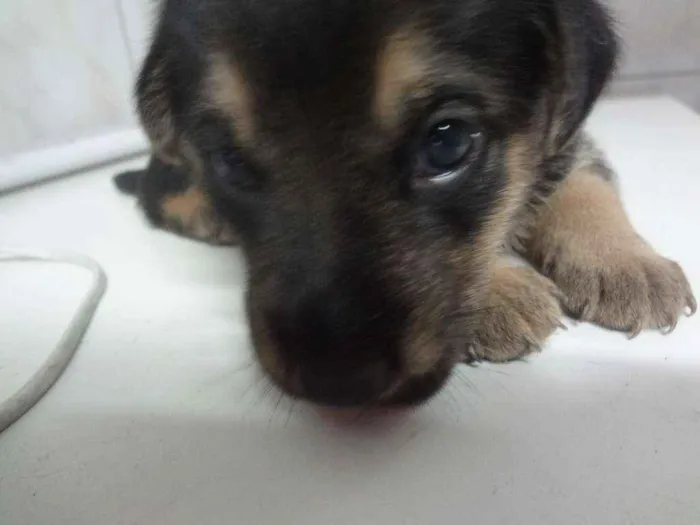 Cachorro ra a SRD idade Abaixo de 2 meses nome Filhotes / ZN DE SP