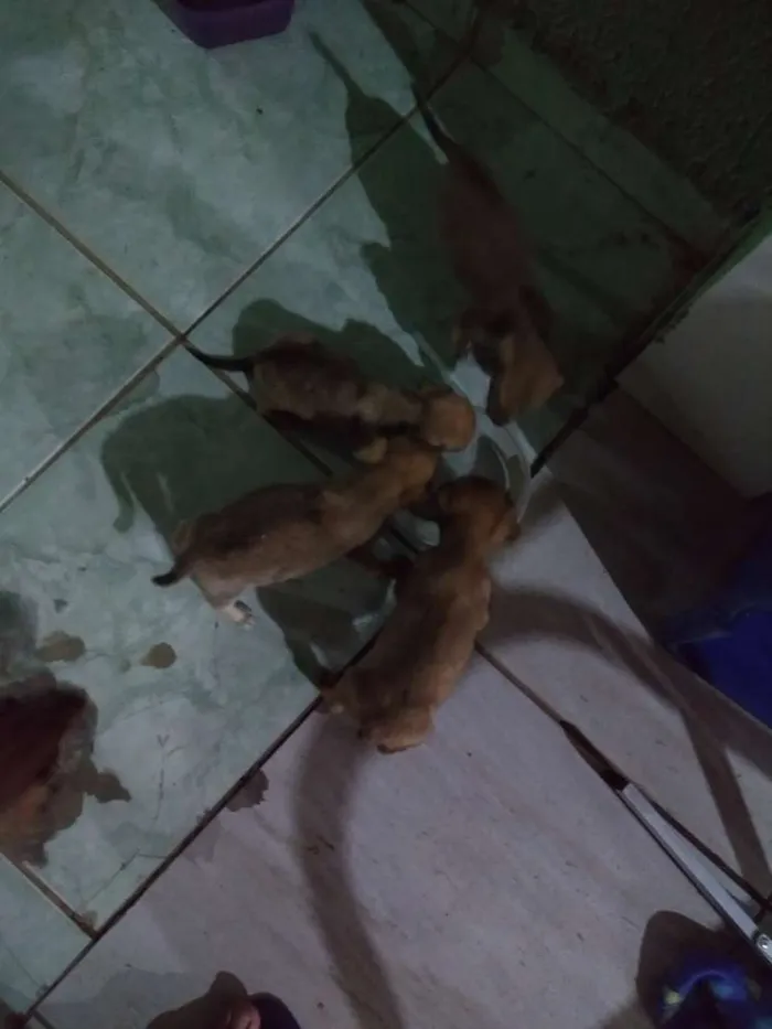 Cachorro ra a Vira latas idade Abaixo de 2 meses nome Ainda não tem