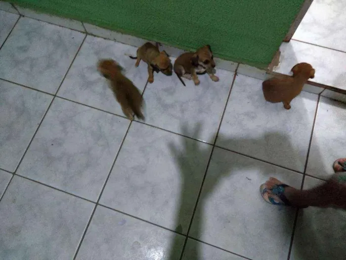 Cachorro ra a Vira latas idade Abaixo de 2 meses nome Ainda não tem