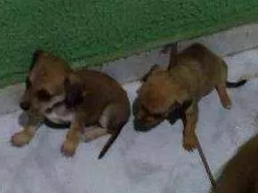 Cachorro ra a Vira latas idade Abaixo de 2 meses nome Ainda não tem