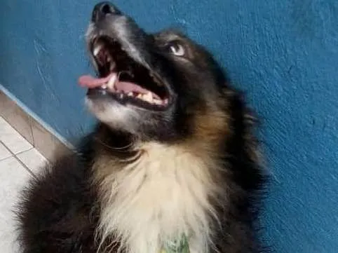 Cachorro ra a sem raça devida idade 6 ou mais anos nome madruga