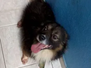 Cachorro raça sem raça devida idade 6 ou mais anos nome madruga