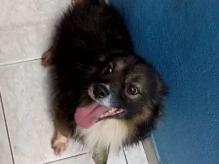 Cachorro ra a sem raça devida idade 6 ou mais anos nome madruga