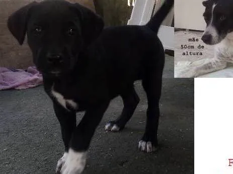 Cachorro ra a vira lata idade Abaixo de 2 meses nome pretinha