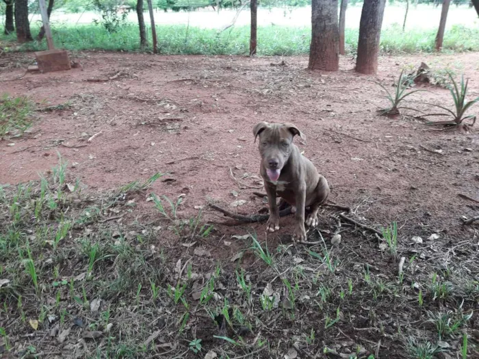 Cachorro ra a Pitt bul idade 2 a 6 meses nome Thor