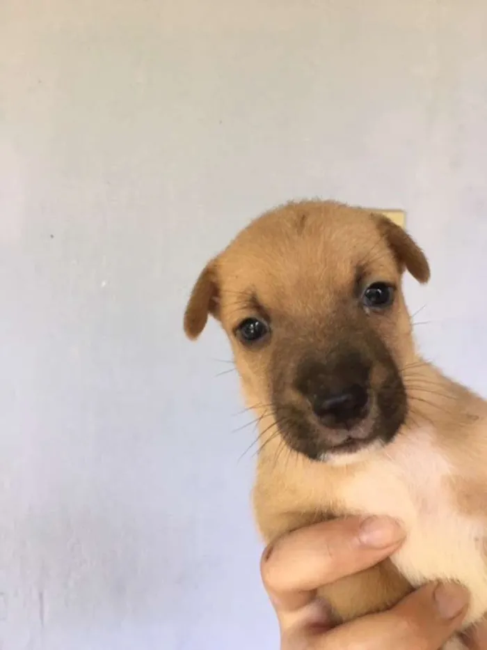 Cachorro ra a vira lata com Australiano idade Abaixo de 2 meses nome não tem nome ainda