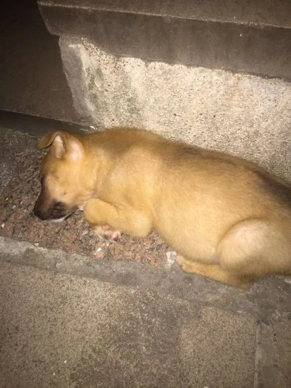 Cachorro ra a vira lata com Australiano idade Abaixo de 2 meses nome não tem nome ainda
