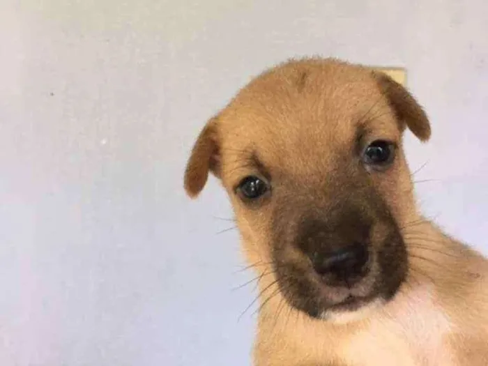 Cachorro ra a vira lata com Australiano idade Abaixo de 2 meses nome não tem nome ainda