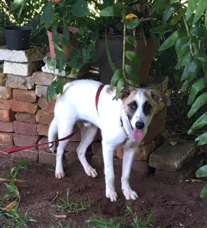 Cachorro ra a não definida idade 2 a 6 meses nome sem nome