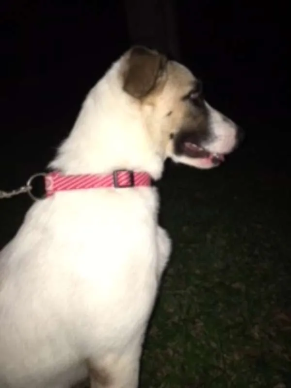 Cachorro ra a não definida idade 2 a 6 meses nome sem nome