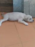 SN