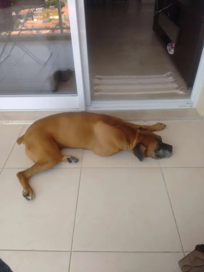 Cachorro ra a Boxer idade 6 ou mais anos nome Polly