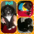 Poll