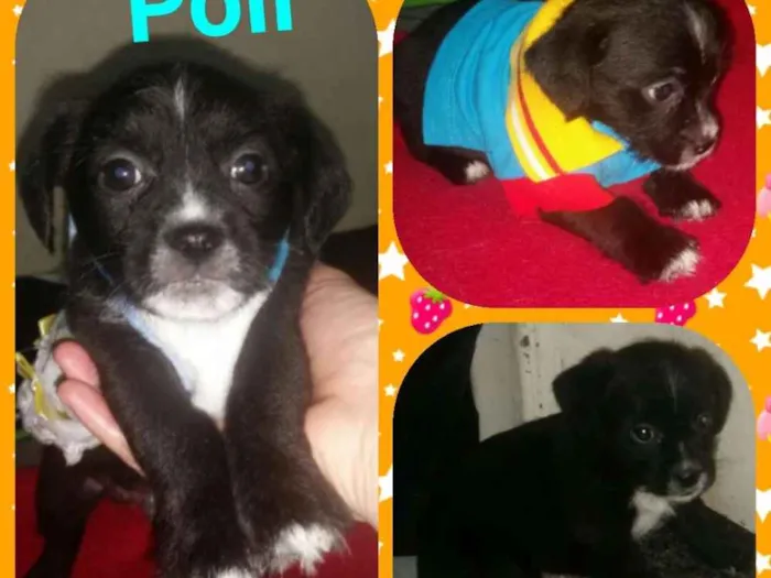 Cachorro ra a Mix de shitzu idade Abaixo de 2 meses nome Poll