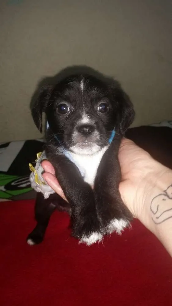 Cachorro ra a Mix de shitzu idade Abaixo de 2 meses nome Poll