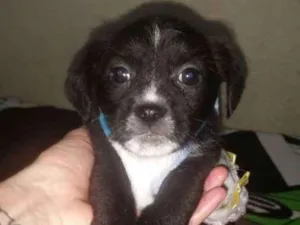 Cachorro raça Mix de shitzu idade Abaixo de 2 meses nome Poll