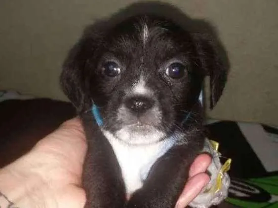 Cachorro ra a Mix de shitzu idade Abaixo de 2 meses nome Poll