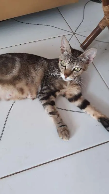 Gato ra a  idade Abaixo de 2 meses nome Tigresa e Filhotes