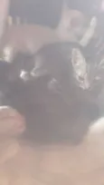 Tigresa e Filhotes