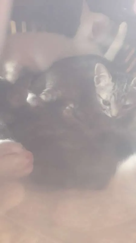 Gato ra a  idade Abaixo de 2 meses nome Tigresa e Filhotes