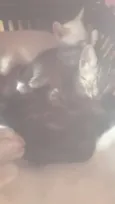 Tigresa e Filhotes