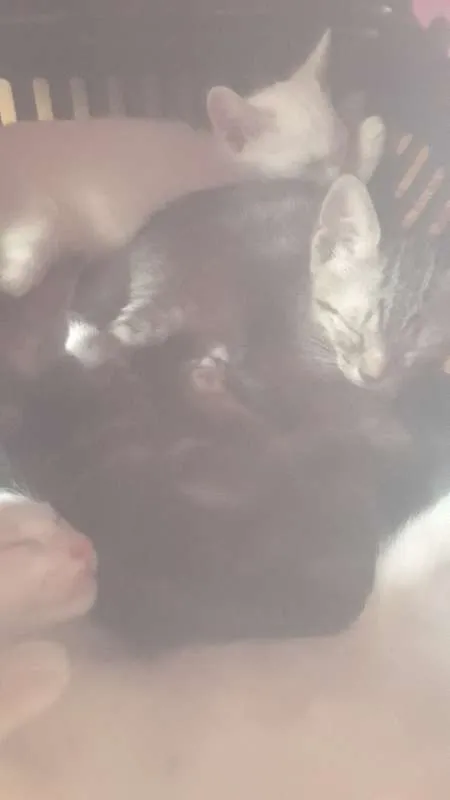 Gato ra a  idade Abaixo de 2 meses nome Tigresa e Filhotes