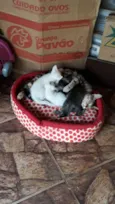 Tigresa e Filhotes