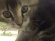 Bolinha
