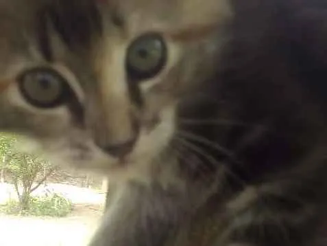 Gato ra a SDR idade 2 a 6 meses nome Bolinha
