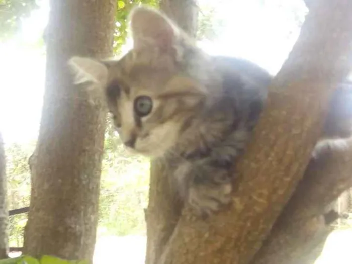 Gato ra a SDR idade 2 a 6 meses nome Bolinha