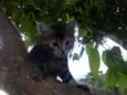 Bolinha