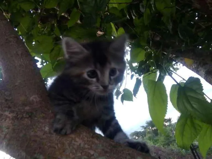 Gato ra a SDR idade 2 a 6 meses nome Bolinha
