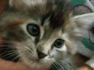 Gato raça SDR idade 2 a 6 meses nome Bolinha