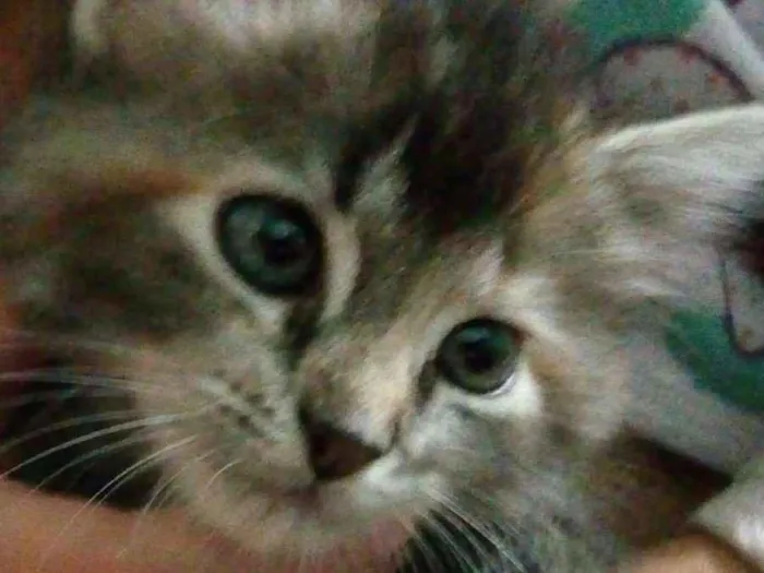 Gato ra a SDR idade 2 a 6 meses nome Bolinha