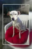 Pipoca