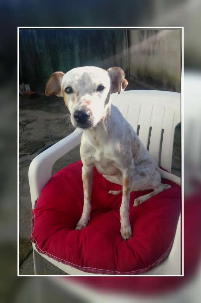 Cachorro raça SRD idade 7 a 11 meses nome Pipoca